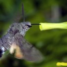 Mariposa al vuelo libando
